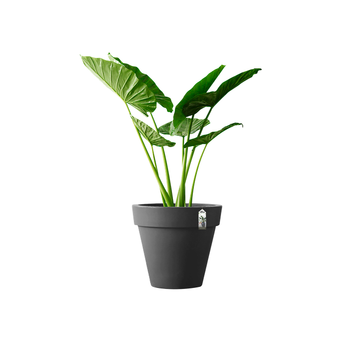 pure round 40cm anthracite